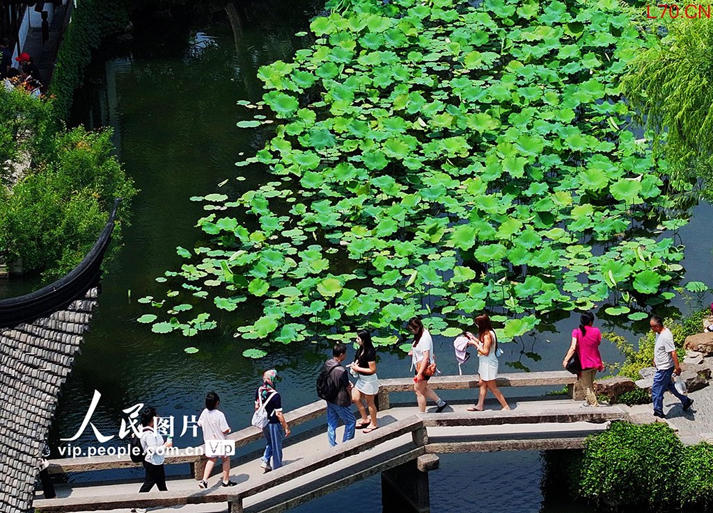 江苏苏州：拙政园夏荷叠翠享清凉