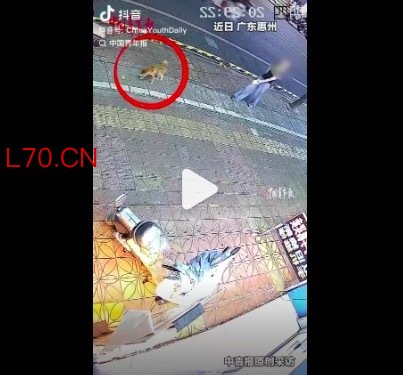 奶牛猫护同伴冲出去教训小狗