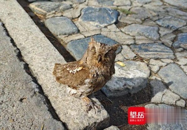 景区捡到一只“棕胖子”, 一查竟是“国保”! 消防: 已安排“住院”